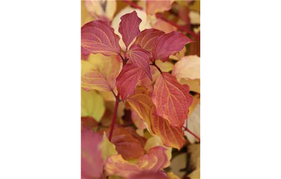 Cornus sanguinea 'Winter Beauty'