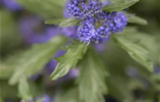 Caryopteris clandonensis 'Blue Balloon'®