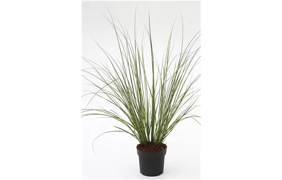 Cortaderia selloana 'Citaro'