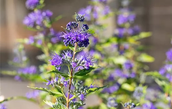 Caryopteris clandonensis 'Dark Knight'