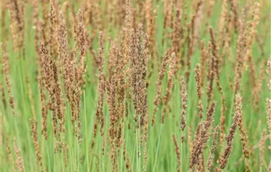 Molinia caerulea 'Heidezwerg'®