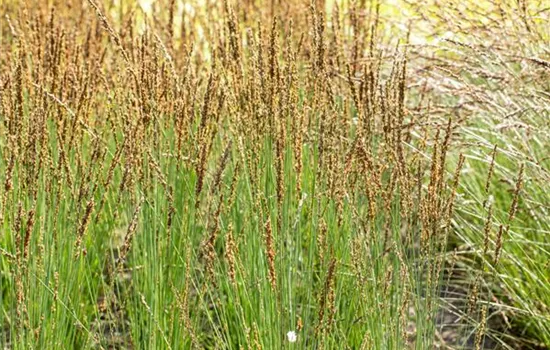 Molinia caerulea 'Moorhexe'