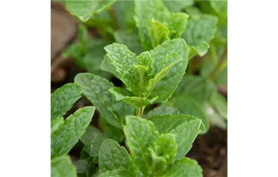 Mentha spicata 'Moroccan' 