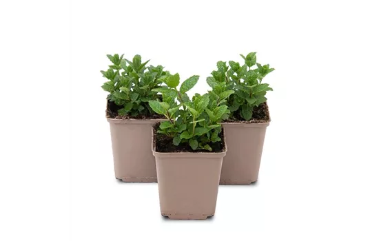 Mentha spicata Moroccan 