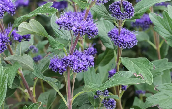 Caryopteris clandonensis 'Grand Bleu'®