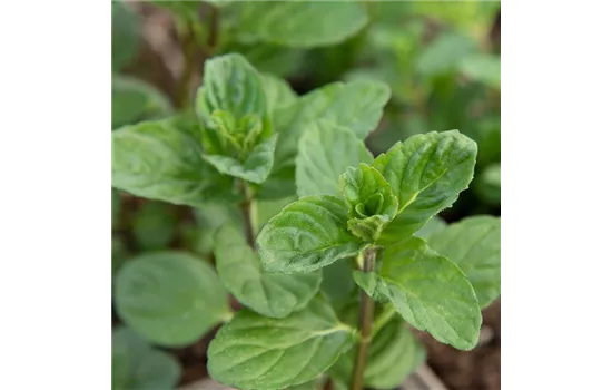 Mentha spicata 'Spearmint'