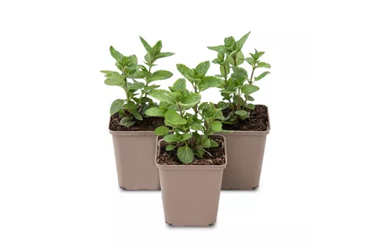 Mentha spicata Spearmint