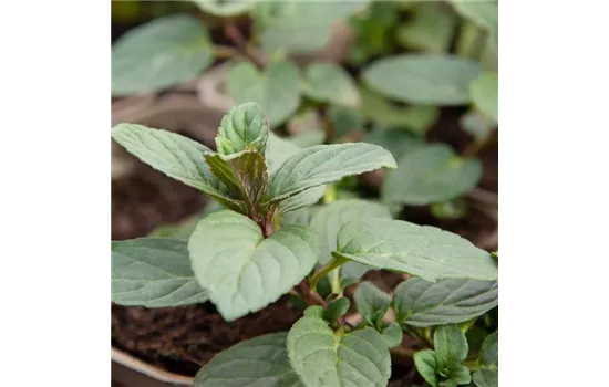 Mentha x piperita 'Chocolate'