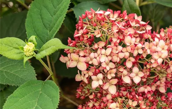 Hydrangea arborescens 'Ruby Annabelle'®