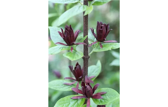 Calycanthus floridus