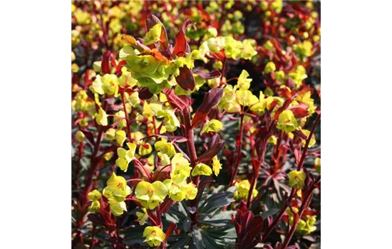 Euphorbia amygdaloides 'Purpurea'