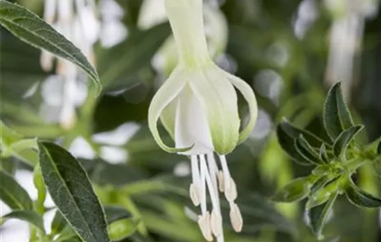 Fuchsia magellanica 'Hawkshead'