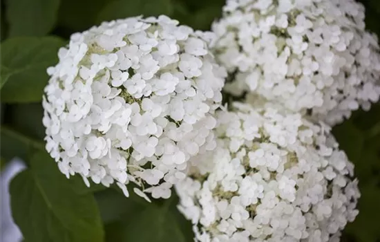 Hydrangea arborescens 'Strong Annabelle'®