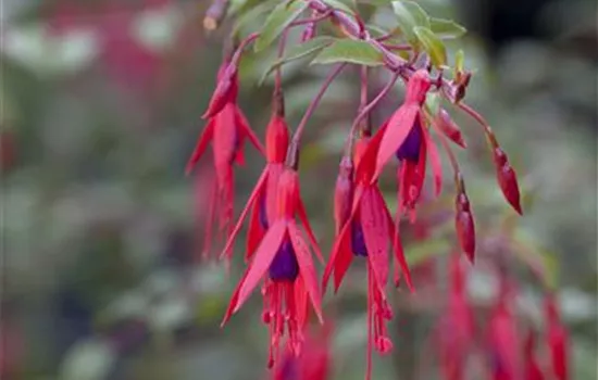 Fuchsia magellanica 'Riccartonii'