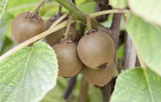 Actinidia chinensis 'Boskoop'