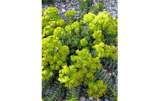 Euphorbia myrsinites