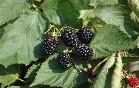 Rubus fruticosus 'Theodor Reimers'