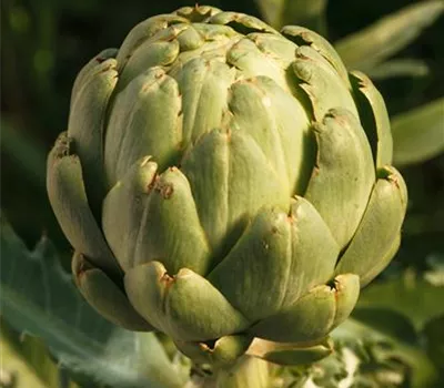 Cynara scolymus 'Imperial Star'