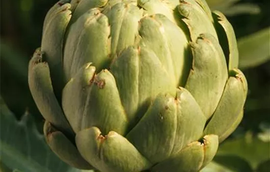 Cynara scolymus 'Imperial Star'