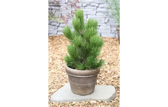 R Pinus heldreichii 'Compact Gem'