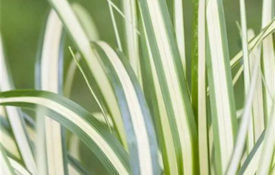 R Carex oshimensis 'Evergold'