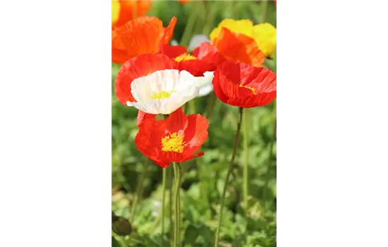 Papaver nudicaule 'Gartenzwerg'