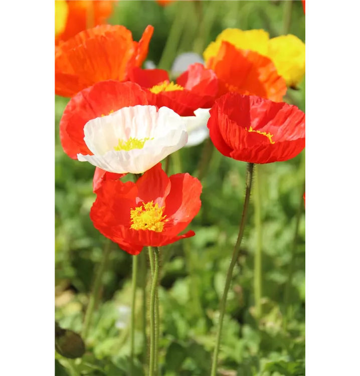 Zwergiger Garten-Mohn 'Gartenzwerg'