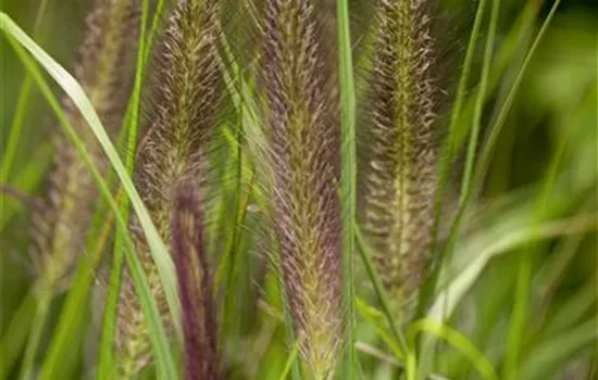 Pennisetum alopecuroides var. viridescens