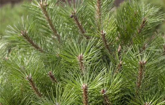 R Pinus nigra 'Pierrick Bregeon'®