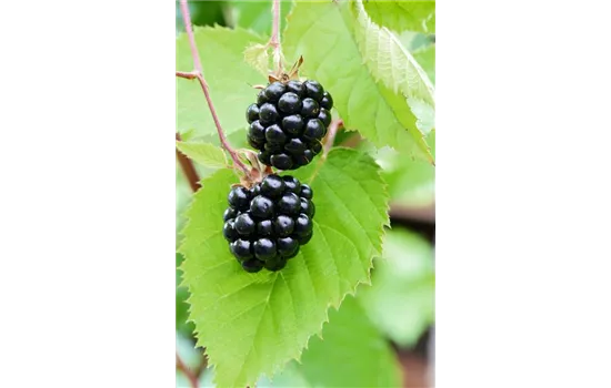 Rubus fruticosus 'Chester Thornless'