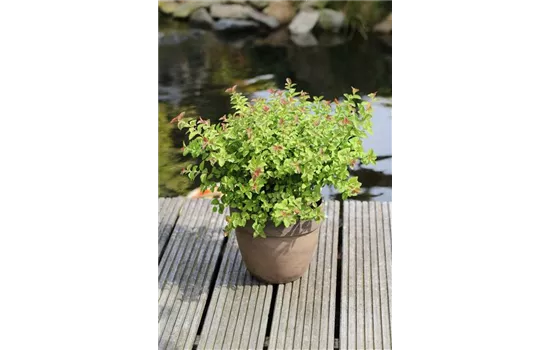 Spiraea japonica 'Sparkling Champagne'®