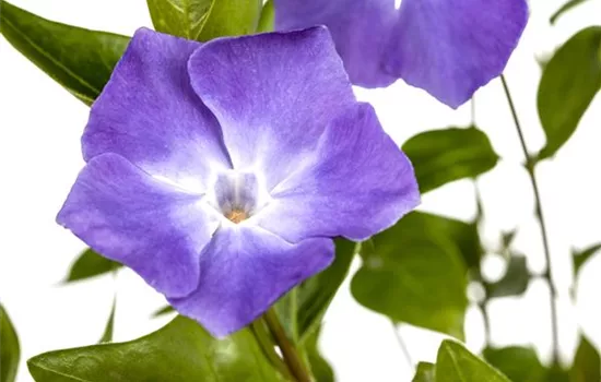 Vinca minor 'Bowles'