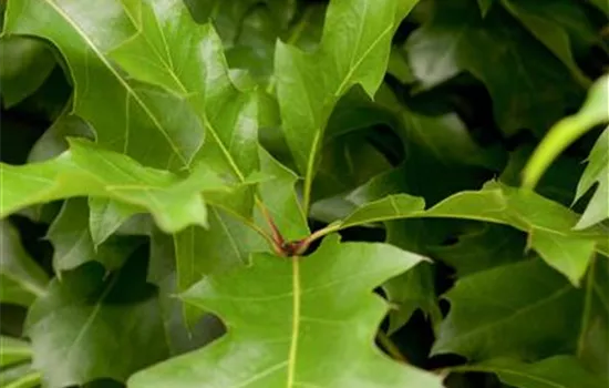 R Quercus palustris 'Green Dwarf'