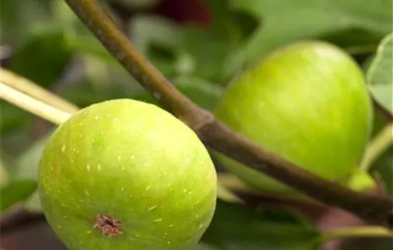 R Ficus carica 'Brown Turkey'