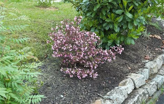 Weigela florida 'Nana Purpurea'