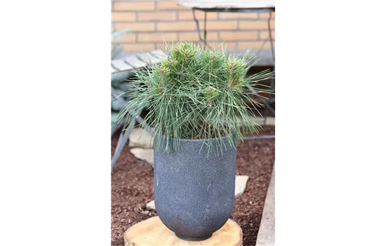 Pinus nigra 'Brepo'®