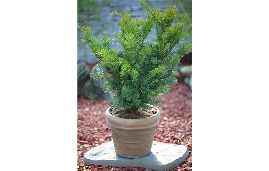 Taxus media 'Farmen'