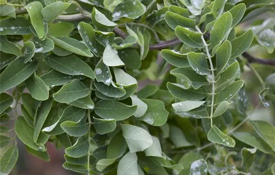 Robinia pseudoacacia 'Twisty Baby'®