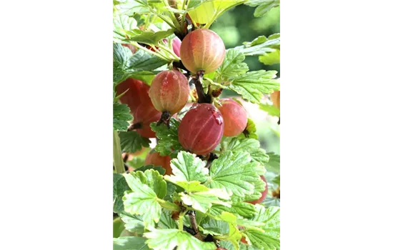 R Ribes uva-crispa 'Captivator' CAC