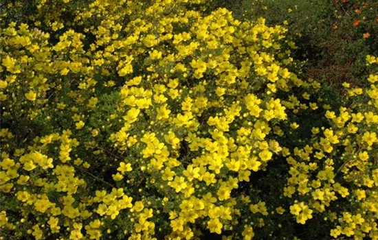 Potentilla aurea