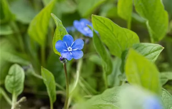 Omphalodes verna