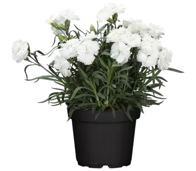 Dianthus caryophyllus 'Oscar® White'