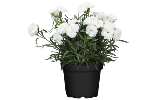 Dianthus caryophyllus 'Oscar® White'