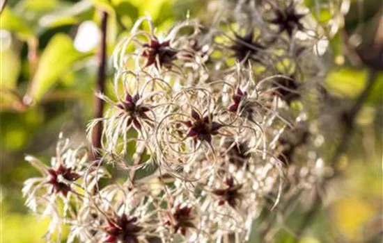 Clematis tangutica