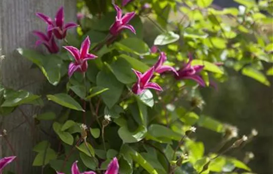 Clematis texensis 'Princess Diana'