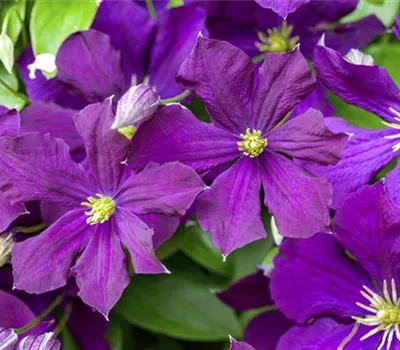 Clematis viticella 'Etoile Violette'