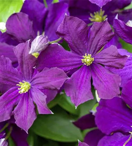 Clematis viticella 'Etoile Violette'