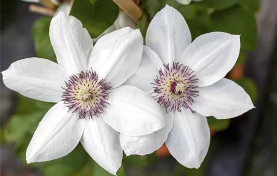 Clematis 'Miss Bateman'