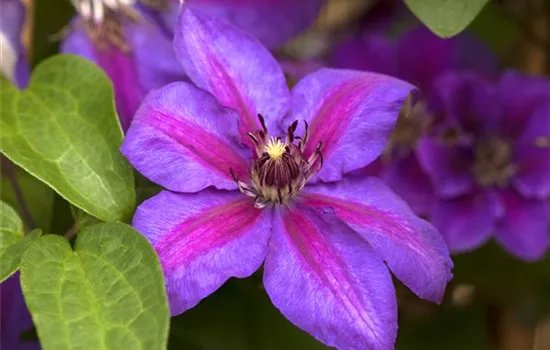 Clematis 'Mrs N. Thompson'