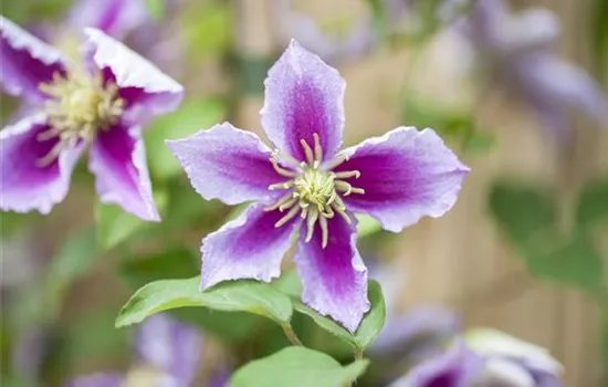 Clematis 'Piilu'